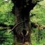 Eiche